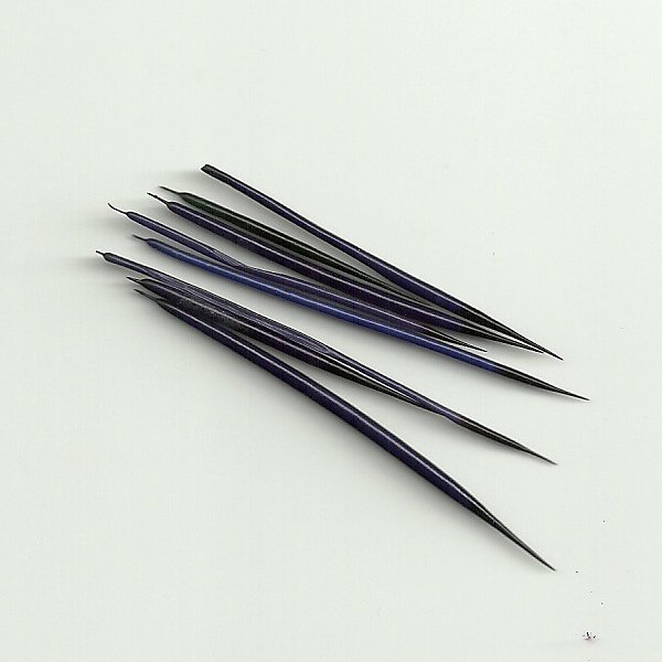 dac2f2e9bf50935c414369857fd7f2d5UEv4Ud0BypRY8 Quill orange