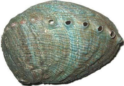 Abalone Muschelschalen poliert