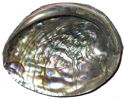 Abalone Muschelschalen poliert