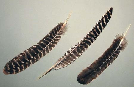 Truthahn Flügelfedern, ca. 25 cm