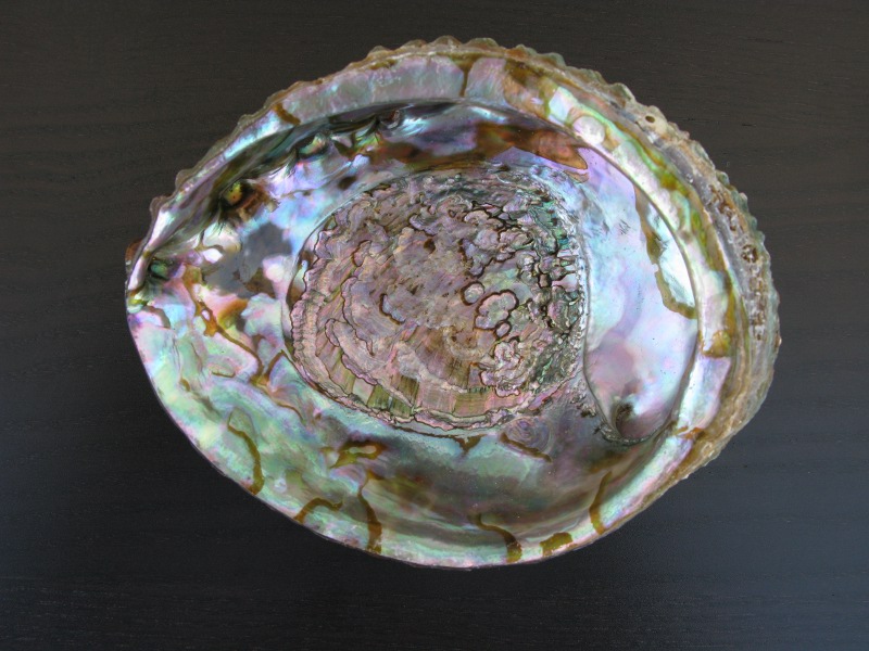 Abalone Muschelschalen poliert