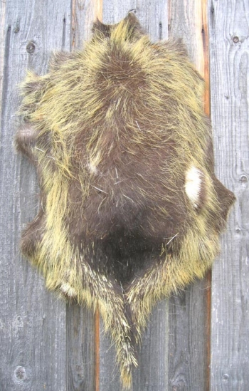 Stachelschweinhäute.