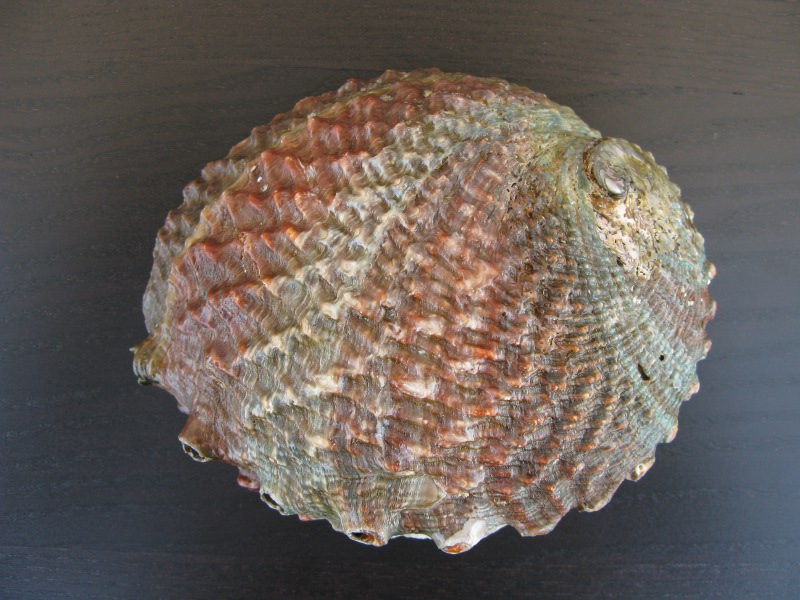 Abalone Muschelschalen poliert