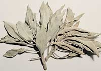 White Sage
