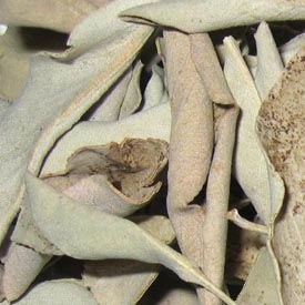 White Sage